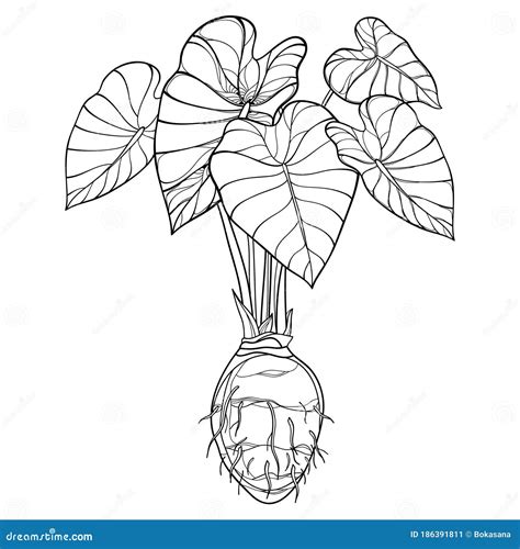 Vector Bush Of Outline Tropical Plant Colocasia Esculenta Or Or Taro