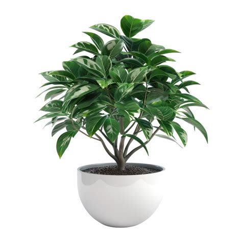 Houseplant swiss Chinese wine 54797871 PNG