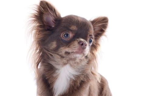 Apple Head Chihuahua – Breed Facts & FAQ