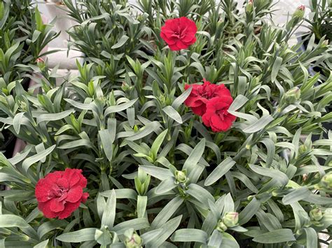 Go Dzik Ogrodowy Wieloletni Dianthus Caryophyllus Dark Red Ciemny