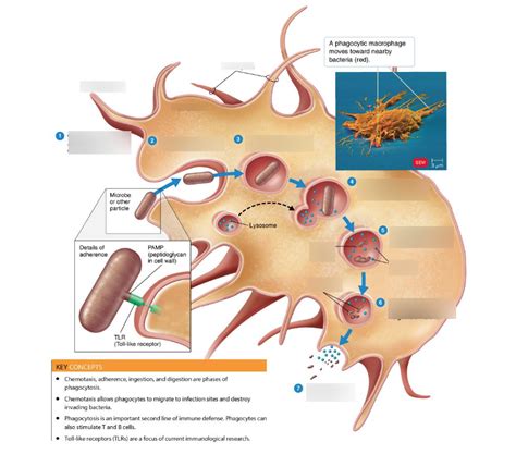 Process Of Phagocytosis Diagram Quizlet