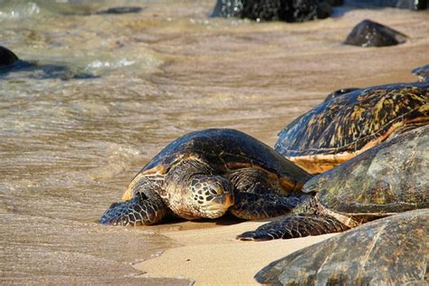 Tortoise Hawaii Maui Green - Free photo on Pixabay - Pixabay