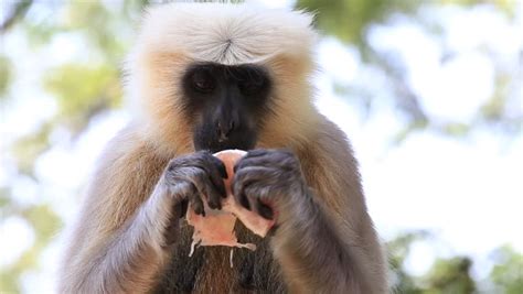 langur monkey rishikesh india Stock Footage Video (100% Royalty-free) 8401141 | Shutterstock