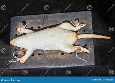 Rodent Model Tied For Research Stock Image Image Of Necropsy Closeup