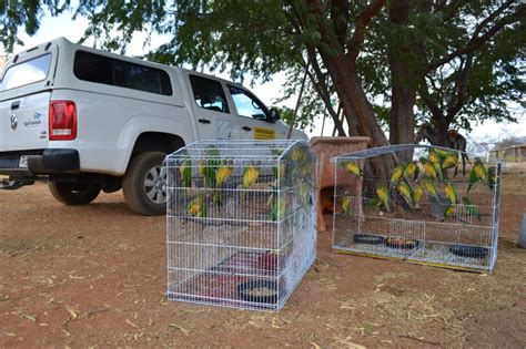 Soltura De Aves Advindas De Apreens Es Realizada Pelo Cemafauna Em