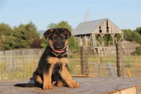 Full 4K Collection of Amazing German Shepherd Dog Images - Over 999 Top ...