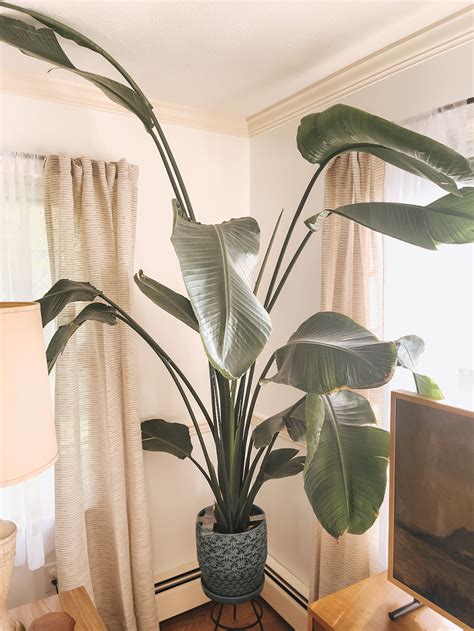 Bird Of Paradise Plant Care Tips Dream Green Diy