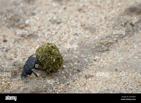 Dung Beetle Rolling A Ball Hi Res Stock Photography And Images Alamy