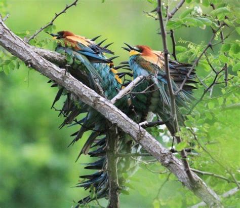 Brendan Doe – bee-eater migration roost | Bee eater, Creatures, Animals