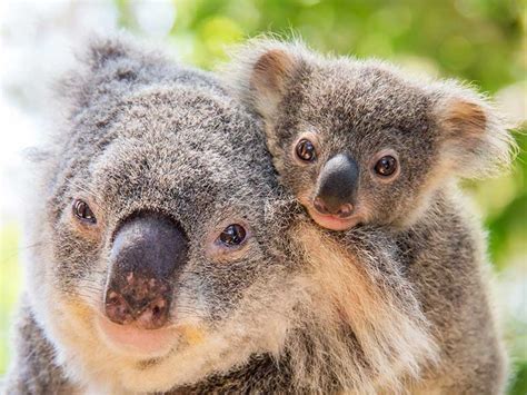 Currumbin Wildlife Sanctuary - Gold Coast - Travel2Next