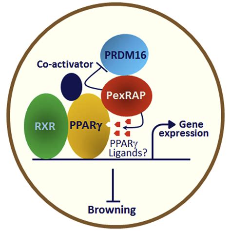 Pexrap Inhibits Prdm Mediated Thermogenic Gene Expression Cell Reports