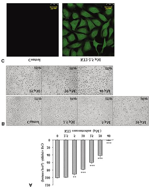 The Viability And Morphology Of Kt Treated A S Cells And The