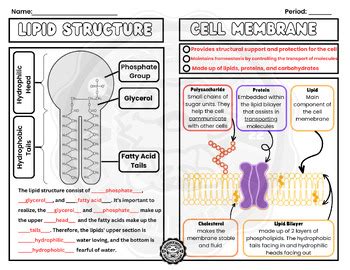 Lipid Structure and Cell Membrane by Genome Scoop | TPT