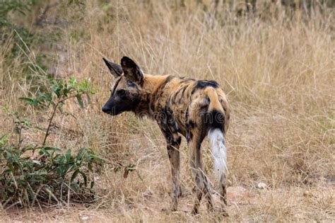 African Wild Dog Hunting in the Bush Stock Photo - Image of getaway ...