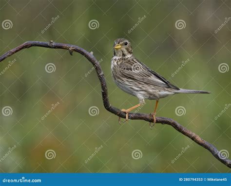 Corn Bunting Emberiza Calandra Stock Image Image Of Wildlife Single