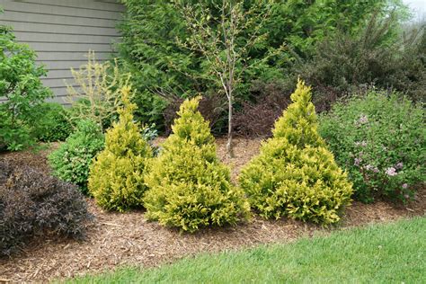 Soft Serve® Gold False Cypress Chamaecyparis Pisifera Proven Winners