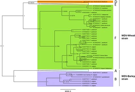 Phylogenetic Maximum Credibility Clade Mcc Tree Obtained For The