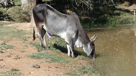 Gado Bovino Fazenda Bebendo Foto Gratuita No Pixabay