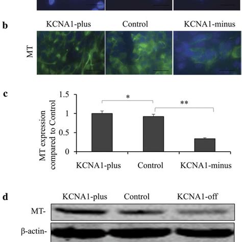 Knockdown And Overexpression Of Kcna Affected The Mitochondrial