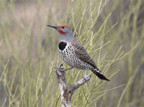 Northern Flicker Or Red Bellied Woodpecker What Are The Birdfact