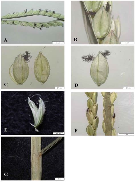 Paspalum Distichum A Whole Inflorescence B Segment Of Download Scientific Diagram