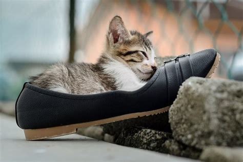 5 Razões Pelas Quais Os Gatos Gostam Tanto De Sapatos