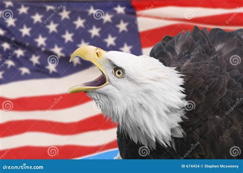 Eagle with flag stock photo. Image of yellow, flag, hunter - 674454