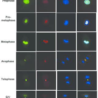 Functional Cpc Association Of Survivin With Aurora B Kinase During