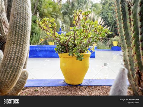 Beautiful Majorelle Image & Photo (Free Trial) | Bigstock