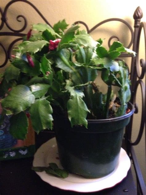 Christmas Cactus Root Collapse Christmas Cactus Plant Diseases Plants