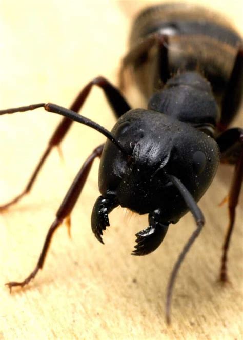 Do Carpenter Ants Bite? Allergic Reaction, Prevent, Treat » The Buginator