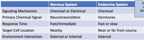 Kin 131 Endocrine System Flashcards Quizlet