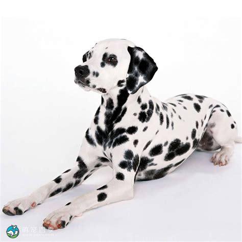 大麦町犬 斑点狗 Dalmatian 萌宠四季