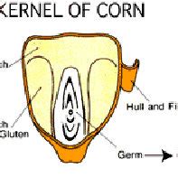 Anatomy of the Corn Kernel. | Download Scientific Diagram