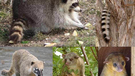 What Are The Seven Species Of Raccoons? - Raccoons Life