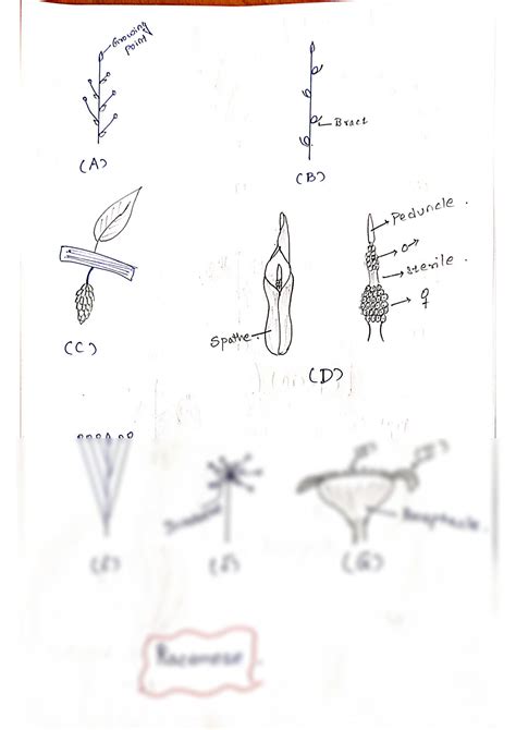 SOLUTION: Inflorescence diagram - Studypool