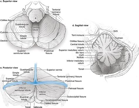 Cerebellum Anatomy Vermis