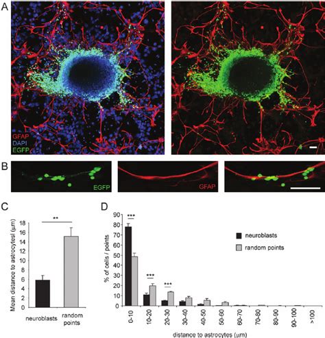 5ht 3 Egfp Neuroblasts Migrating In Close Association To Astrocytes In