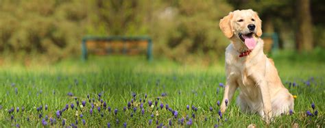 How To Train A Labrador Retriever Guard Dog Wag