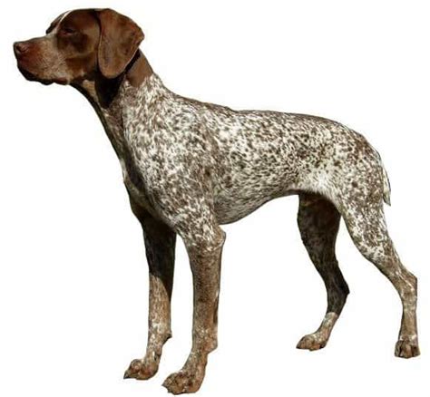 Types of Pointer Dog Breeds