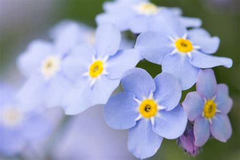 Forget Me Not Flowers Meaning and Symbolism - TopBackyards