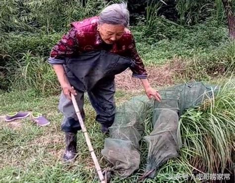 農村80歲老太太下地籠，只為了城裡孫想吃野生小龍蝦！ 每日頭條