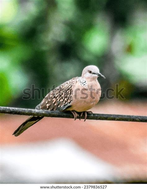 Birds Marvels Flight Color Grace Our Stock Photo Shutterstock