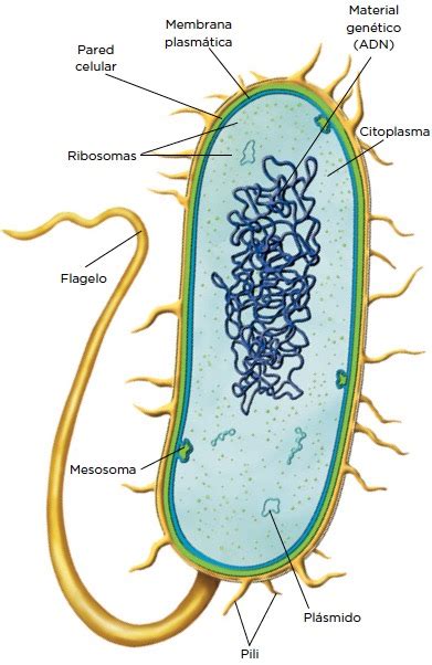 O Que é Bactéria Quais São Suas Principais Características