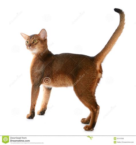 Gato Novo Abyssinian Isolado No Fundo Branco Foto De Stock Imagem De