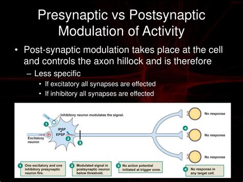 Ppt Electrical And Chemical Signaling Powerpoint Presentation Free