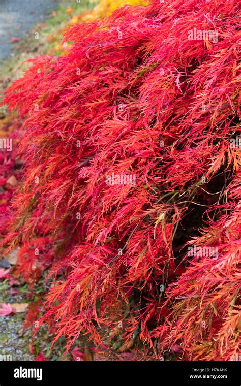 Acer Palmatum Inaba Shidare Banque De Photographies Et Dimages à Haute Résolution Alamy