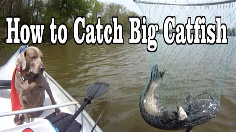 Catfishing My Secrets Of Success Trolling With Planer Bobbers And Cut