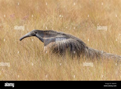 Giant Anteater Myrmecophaga Tridactyla Serra De Canastra National