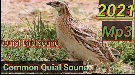 صوت طائر السمان Quial Bird Sound Youtube